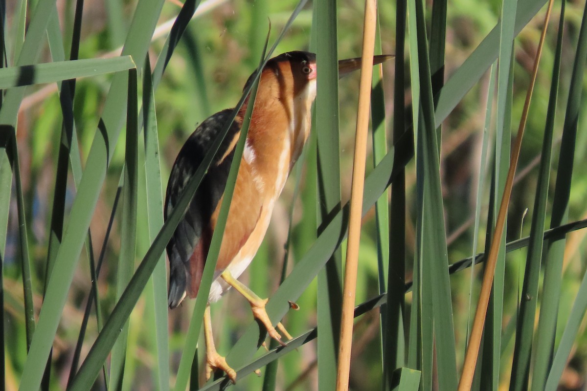 Least Bittern - ML618033031