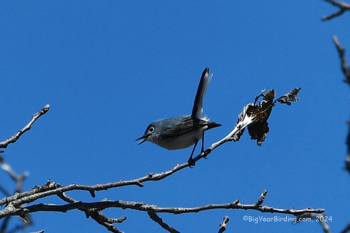 Blue-gray Gnatcatcher - Ethan Whitaker