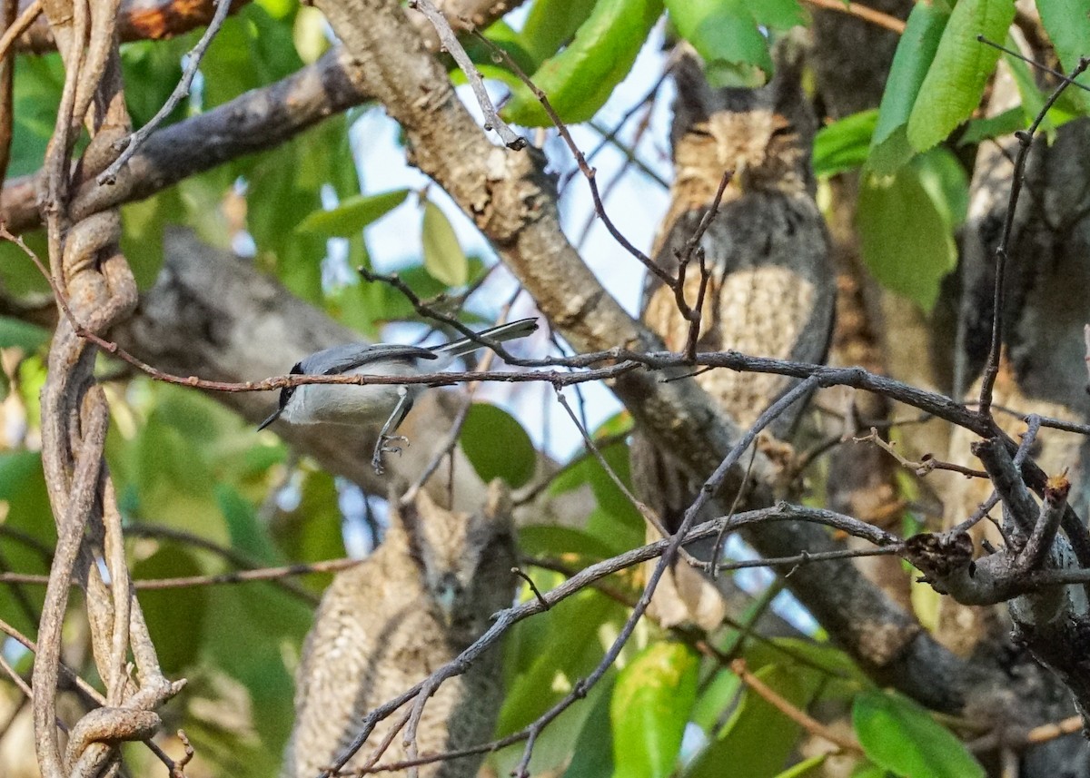 White-lored Gnatcatcher - Shawn Pfautsch