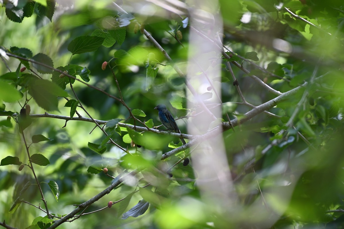 Indigo Bunting - ML618033077