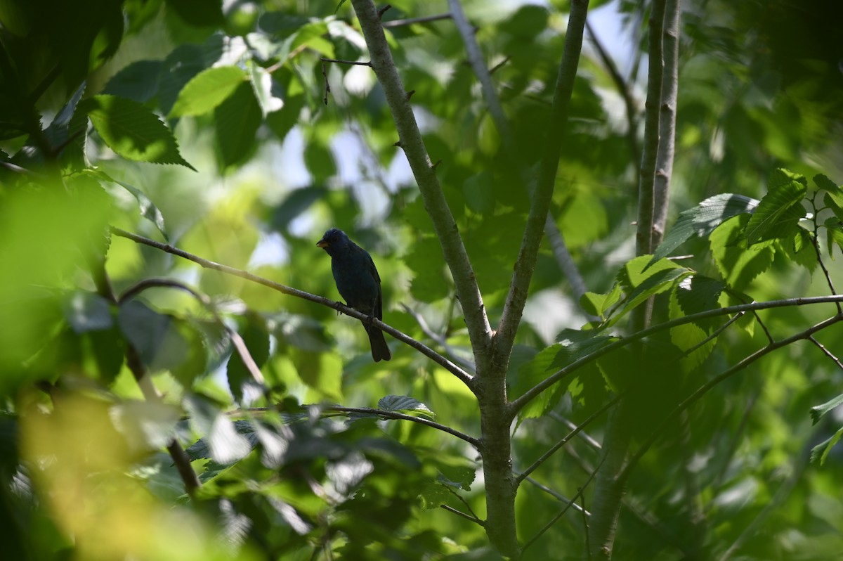 Indigo Bunting - ML618033078