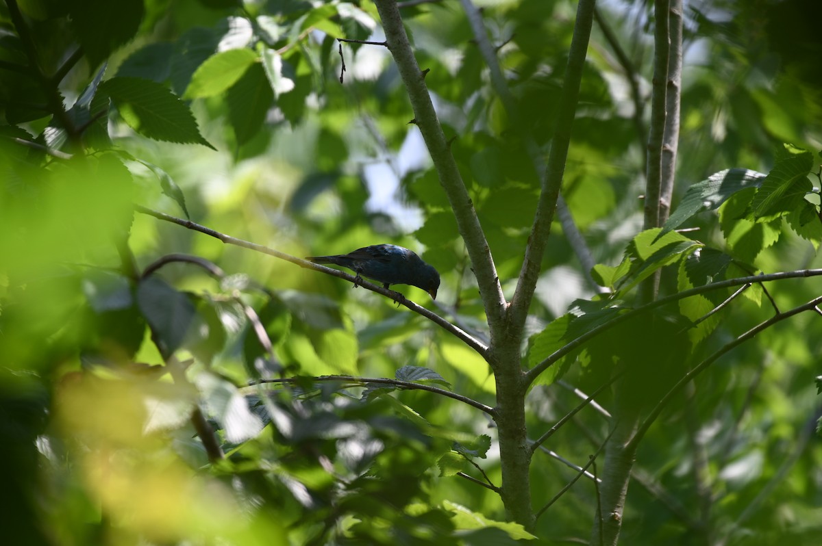 Indigo Bunting - ML618033079