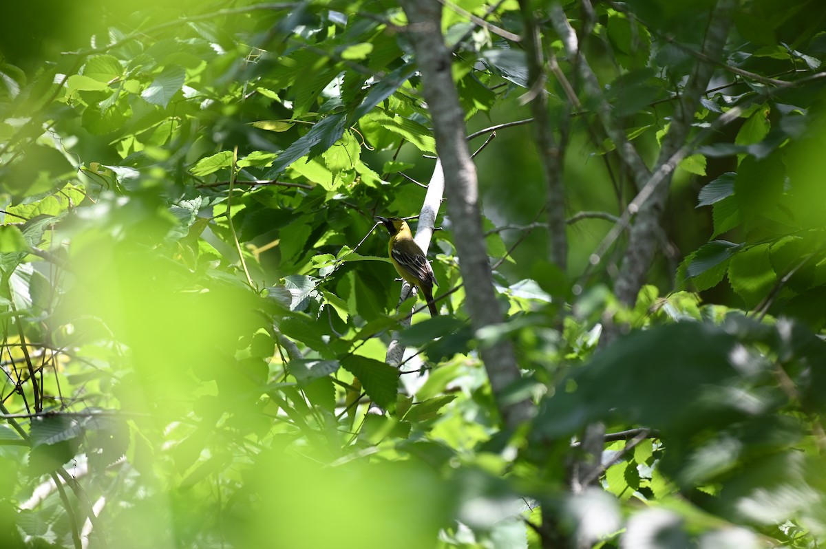 Orchard Oriole - ML618033098