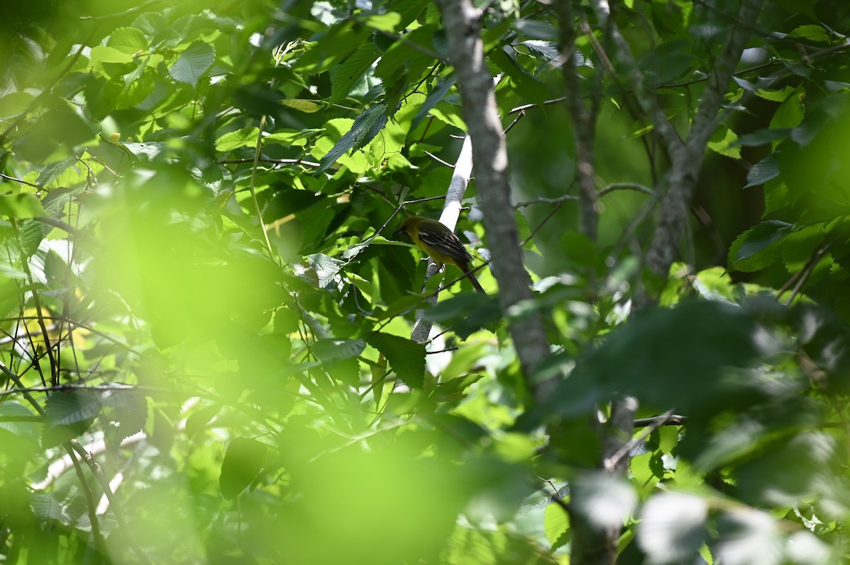 Orchard Oriole - ML618033099