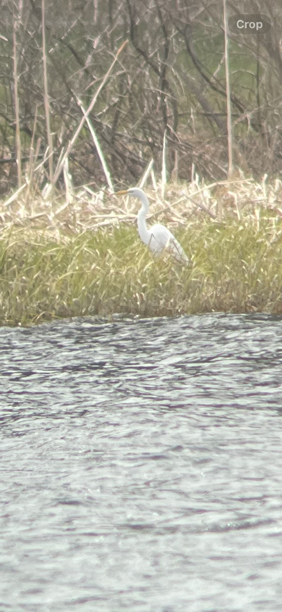 Great Egret - ML618033136
