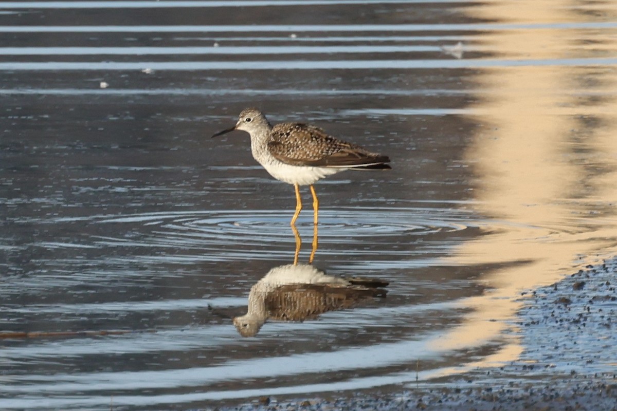 Lesser Yellowlegs - ML618033151