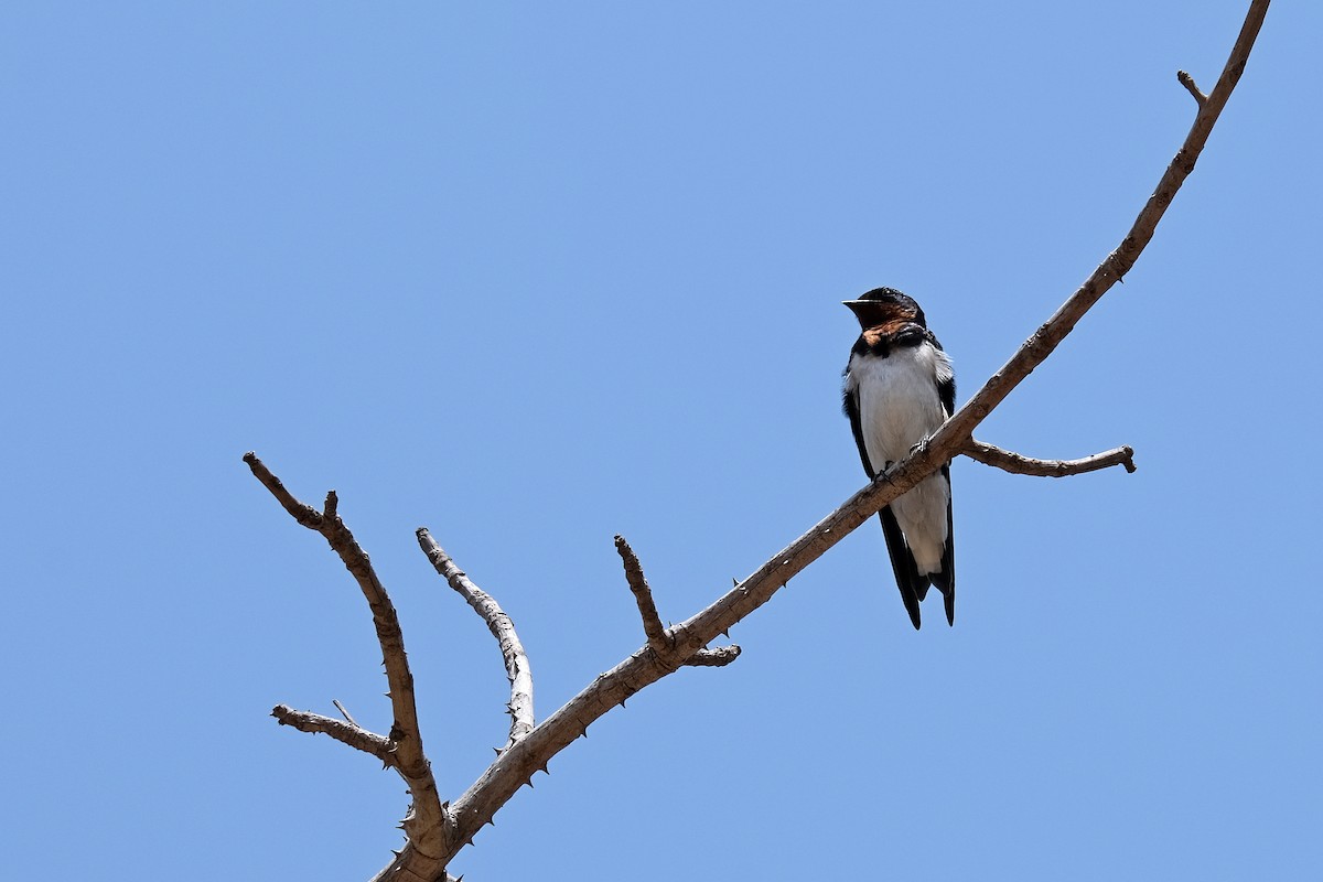 Wire-tailed Swallow - ML618033153