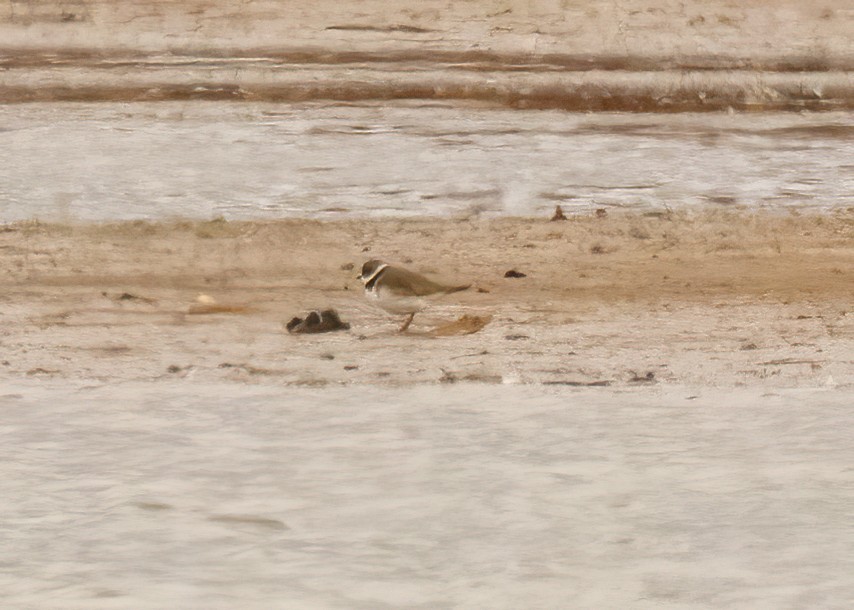 Semipalmated Plover - Kurt Hillman