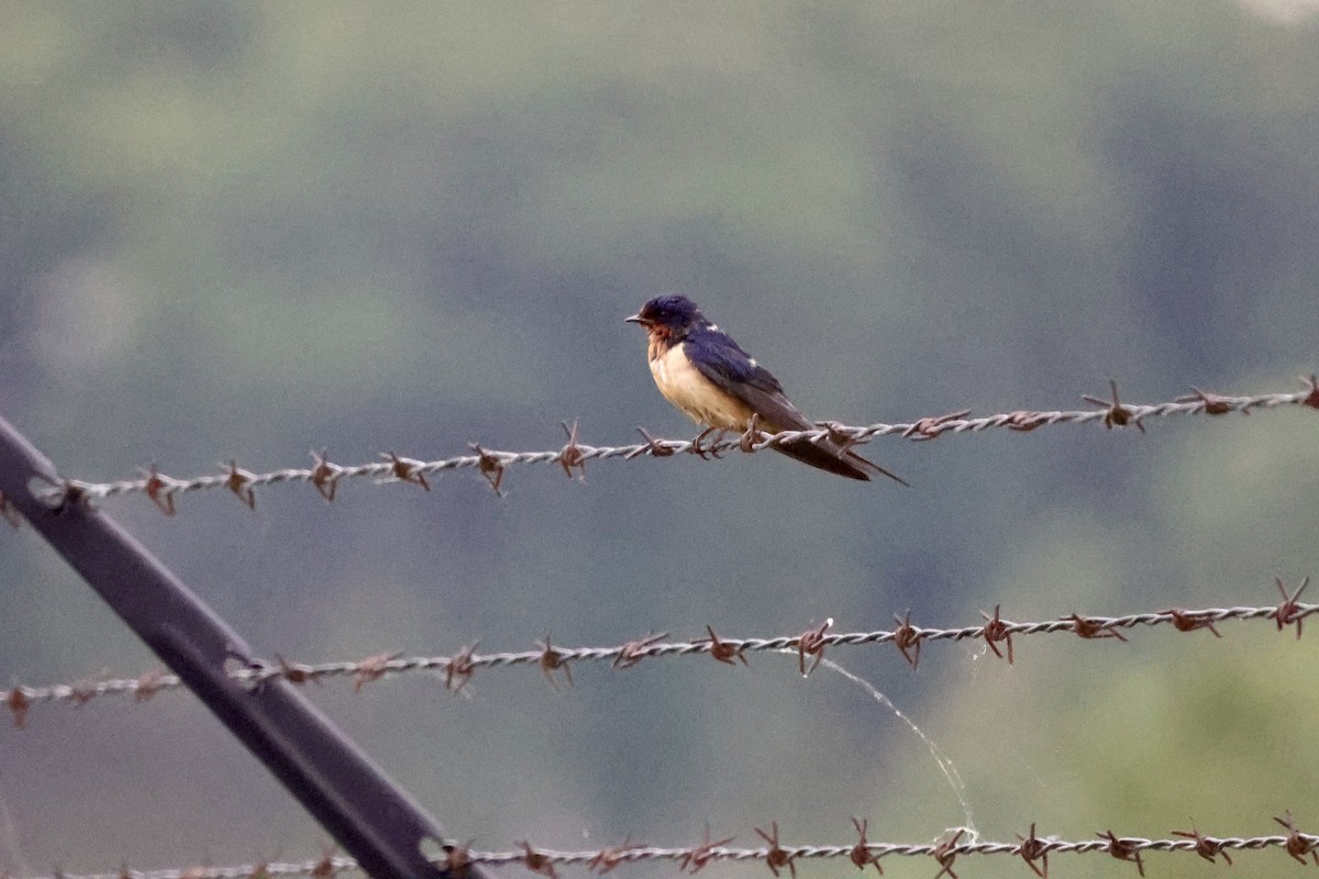 Barn Swallow - sandy berger