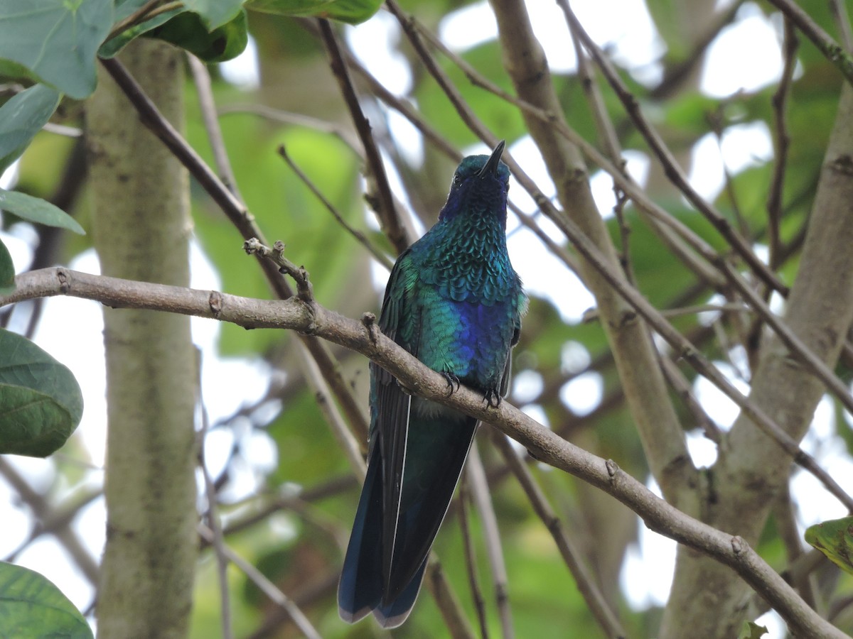 Colibrí Rutilante - ML618033171