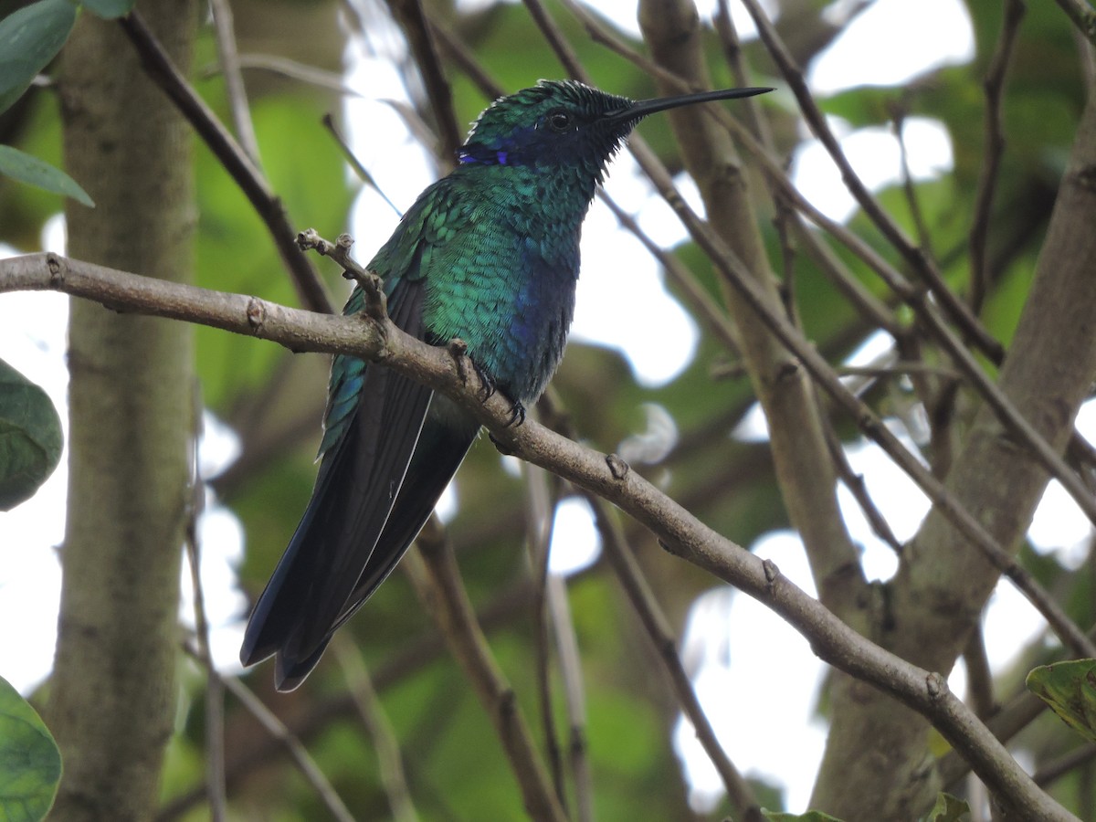 kolibřík modrolící - ML618033172