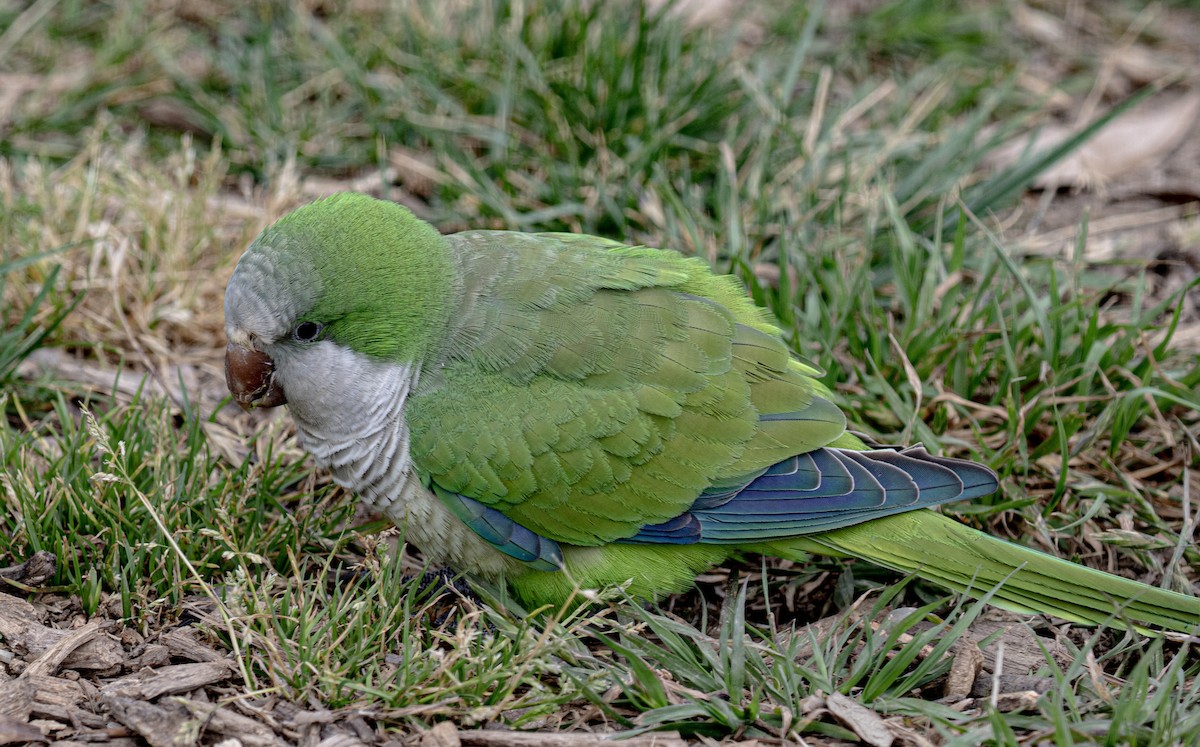 Monk Parakeet - ML618033195