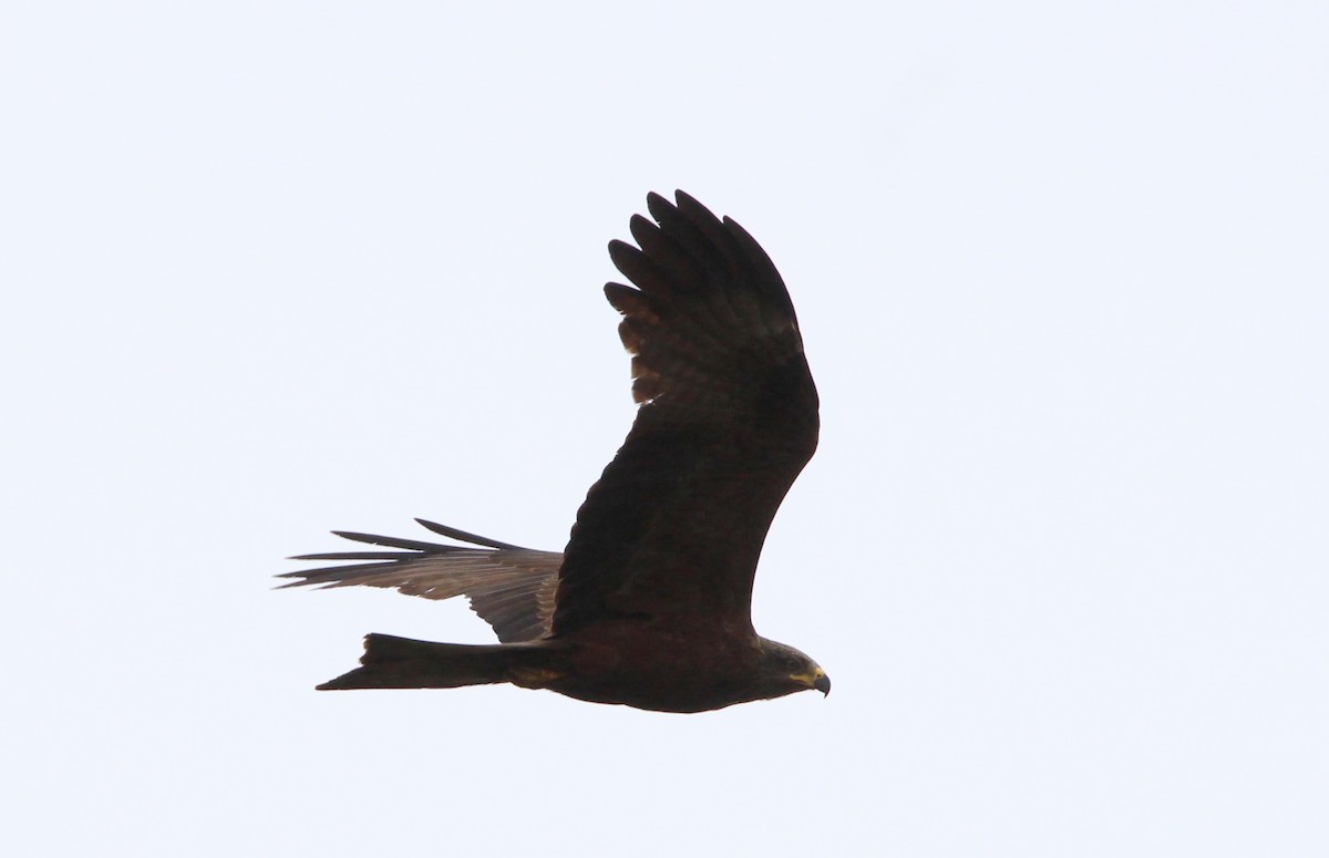 Black Kite - Nelson Fonseca