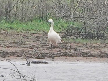 Snow Goose - ML618033204