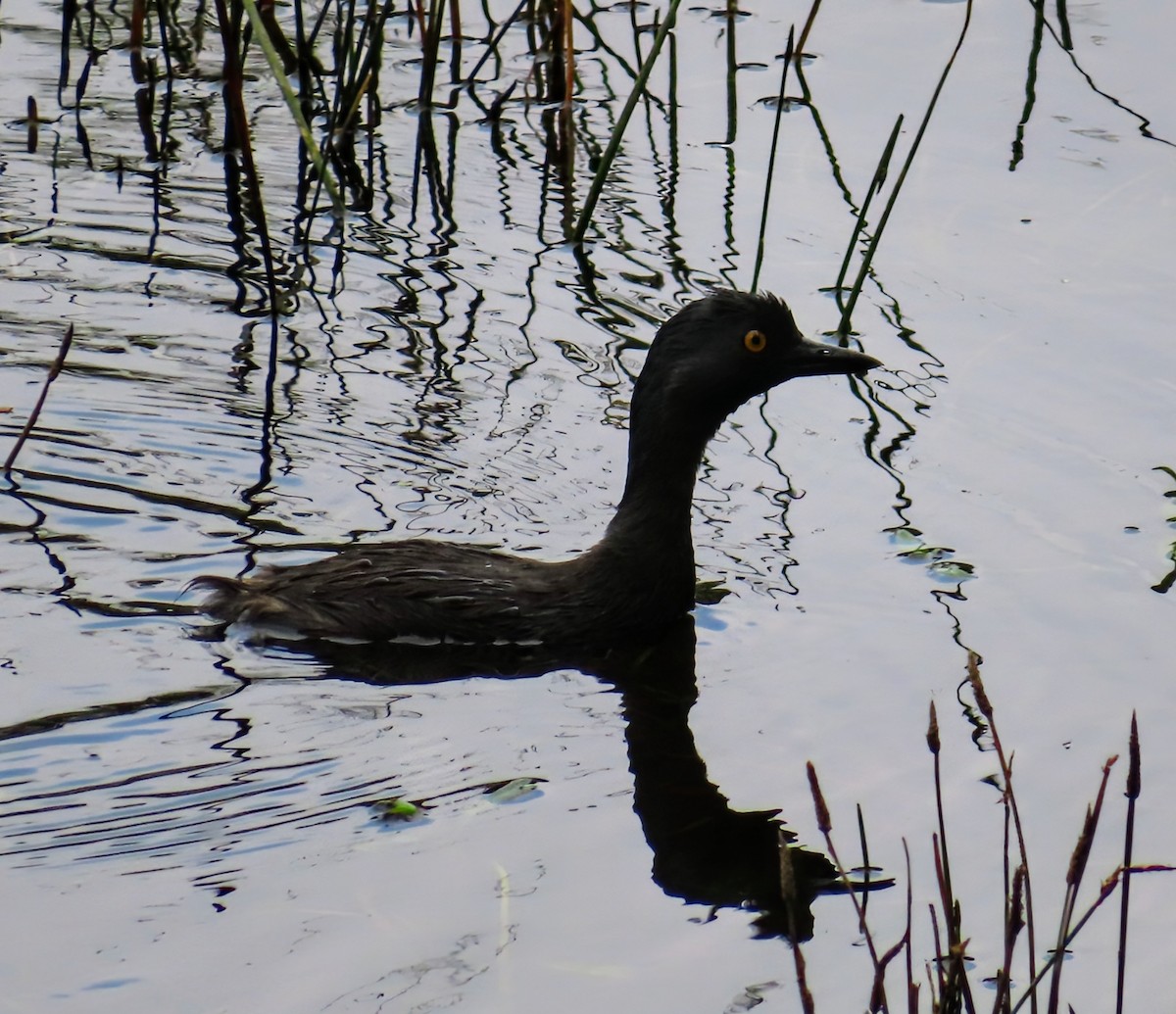 Least Grebe - ML618033220