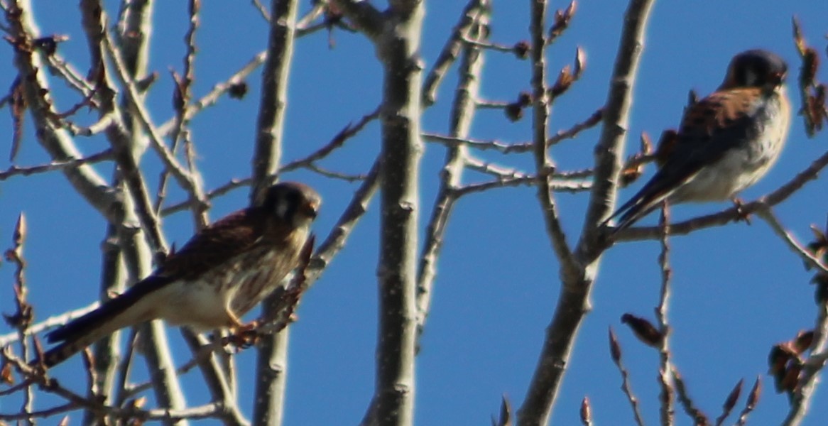 American Kestrel - ML618033228