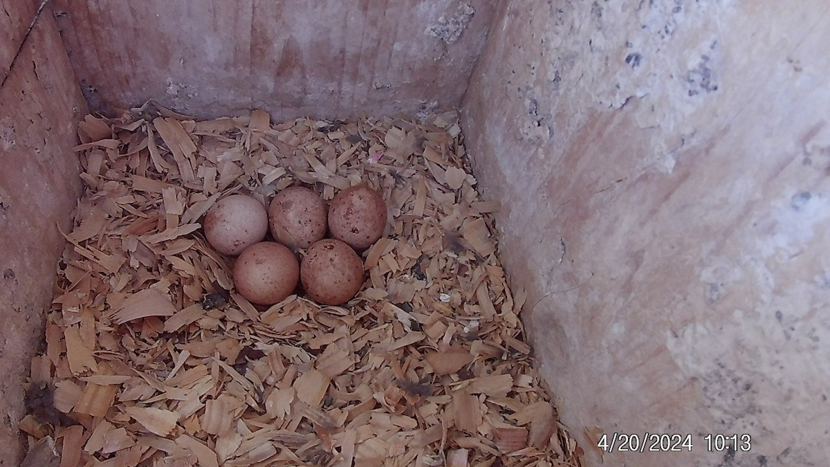 American Kestrel - ML618033229