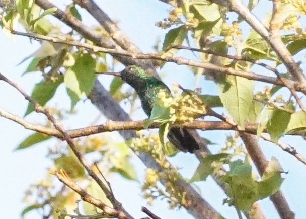 Canivet's Emerald - Shawn Pfautsch