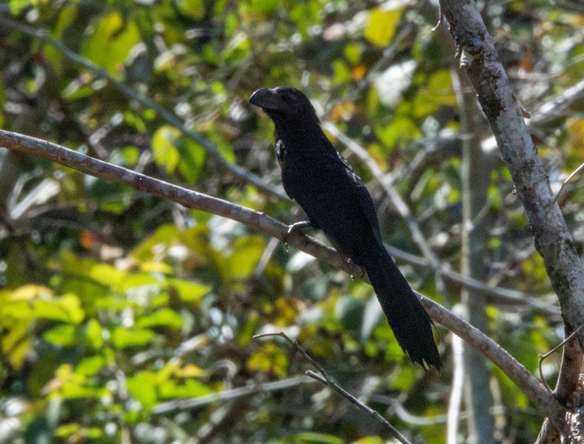 Groove-billed Ani - Spat Cannon