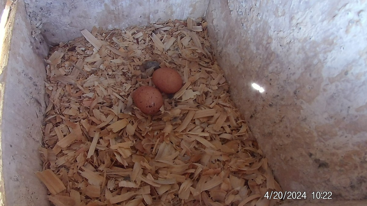 American Kestrel - ML618033319