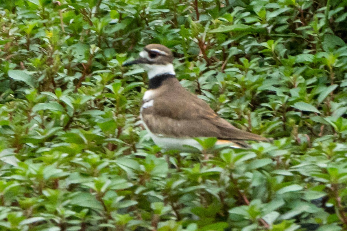 Killdeer - Hoiman Low