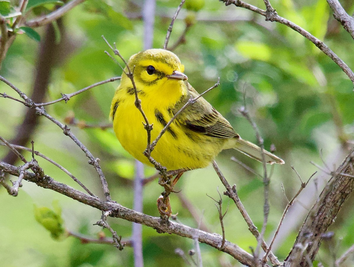 Prairie Warbler - ML618033349