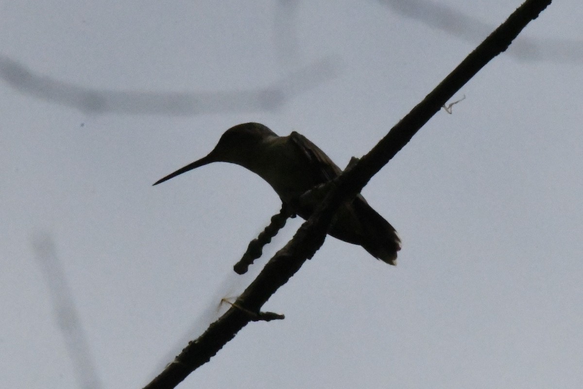 Colibri à gorge rubis - ML618033350