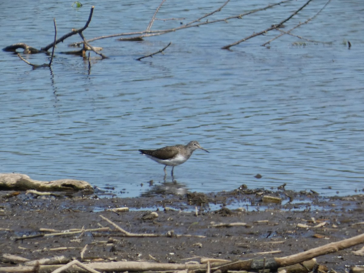 Green Sandpiper - ML618033412