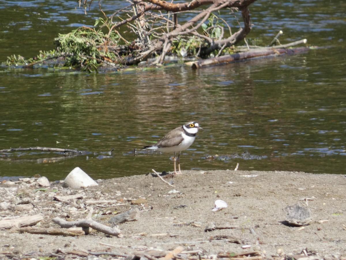 Little Ringed Plover - ML618033418