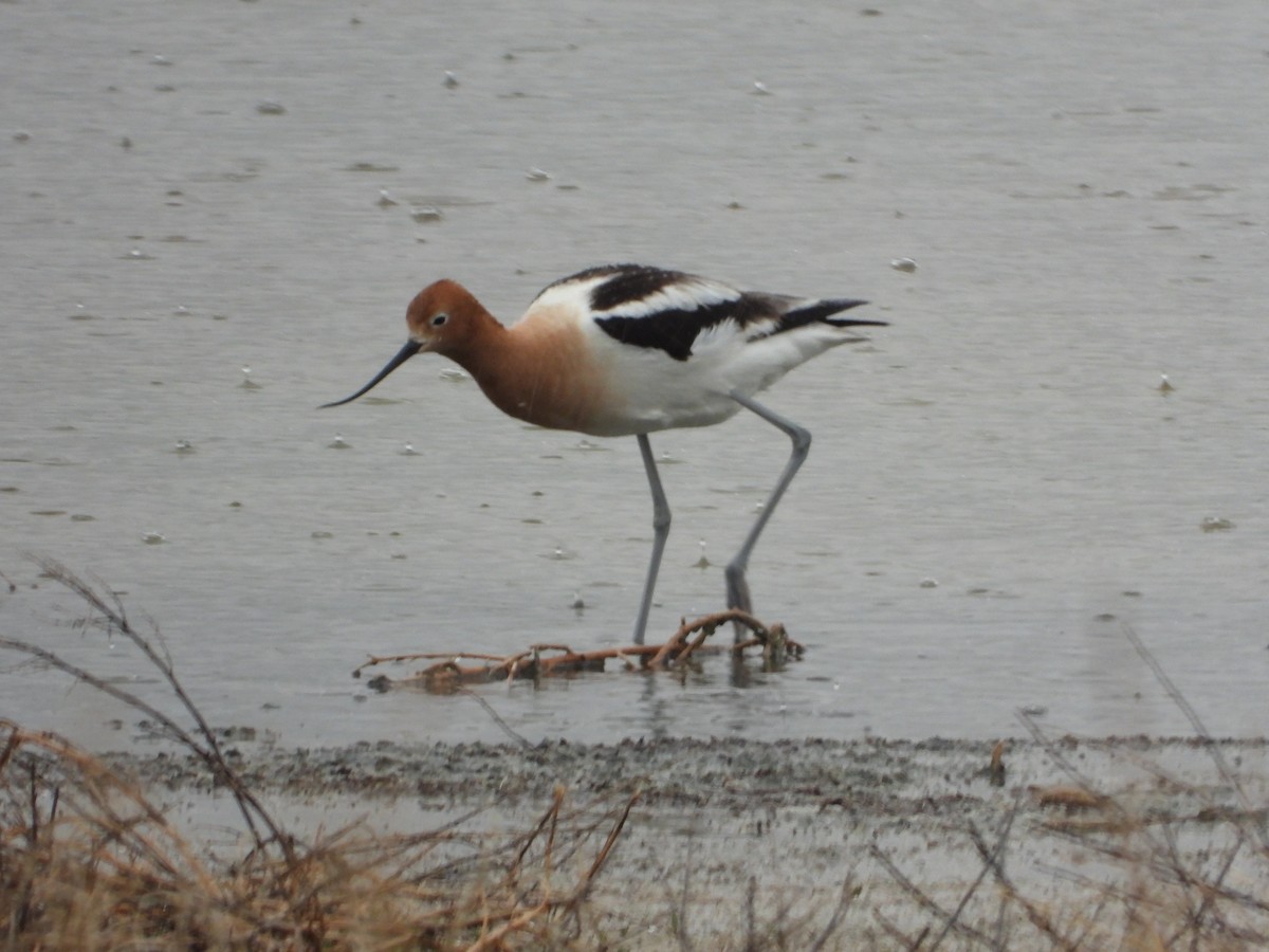 American Avocet - Jeff Percell