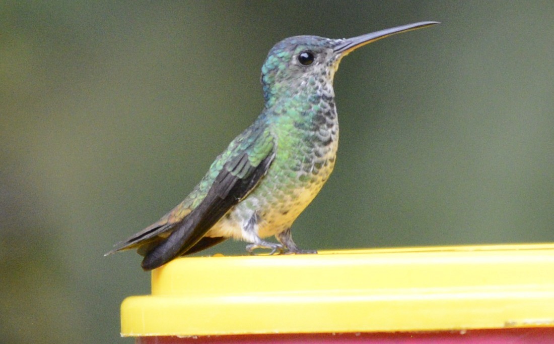 Golden-tailed Sapphire - Spencer Vanderhoof