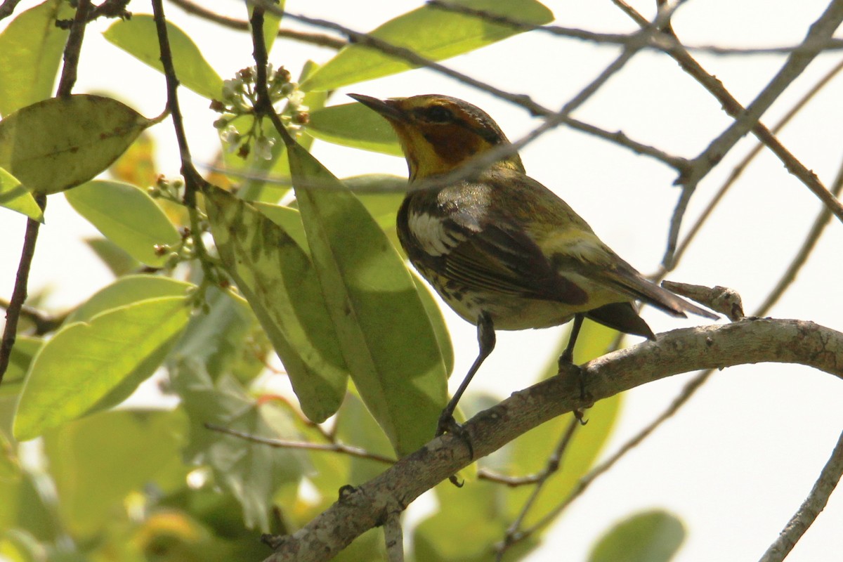 Cape May Warbler - ML618033452