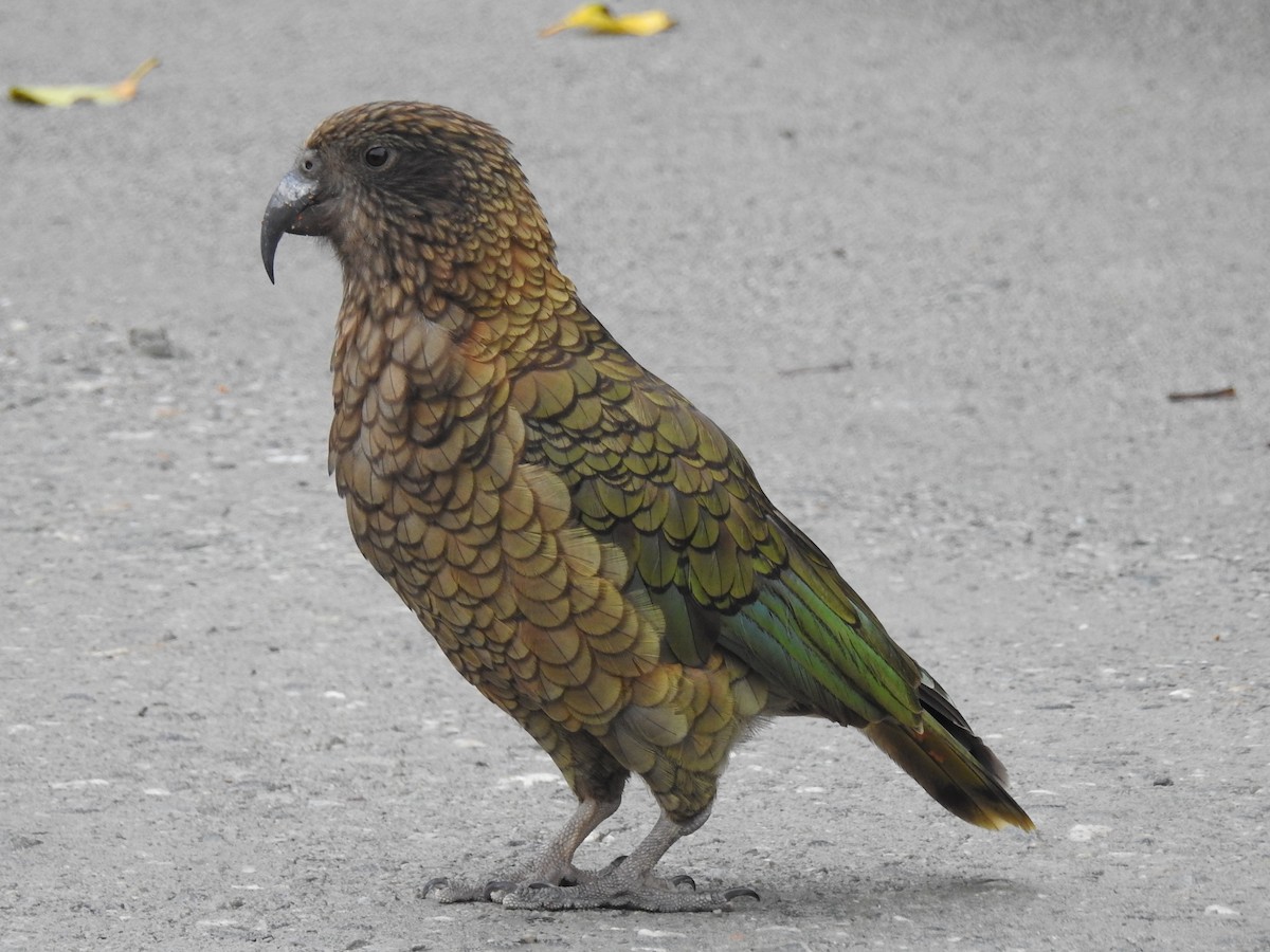 Kea - ML618033459