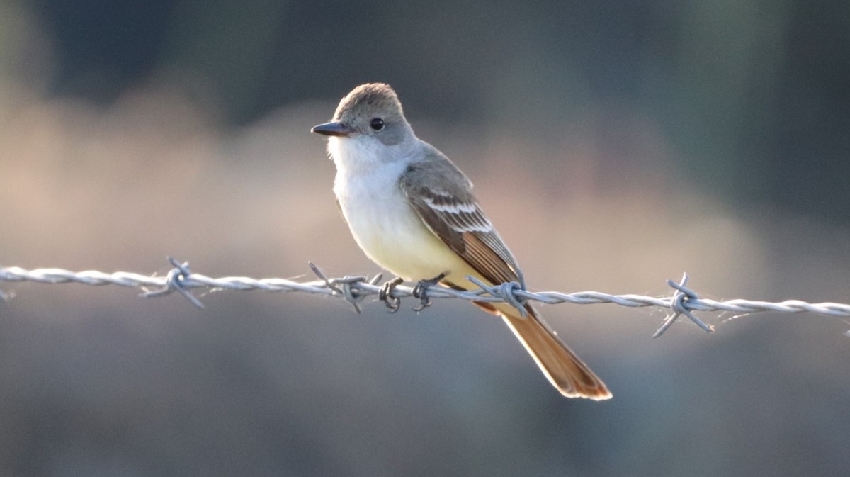 Ash-throated Flycatcher - Daniel Bye