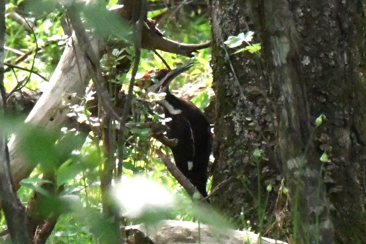 Pileated Woodpecker - Jamie Dalton