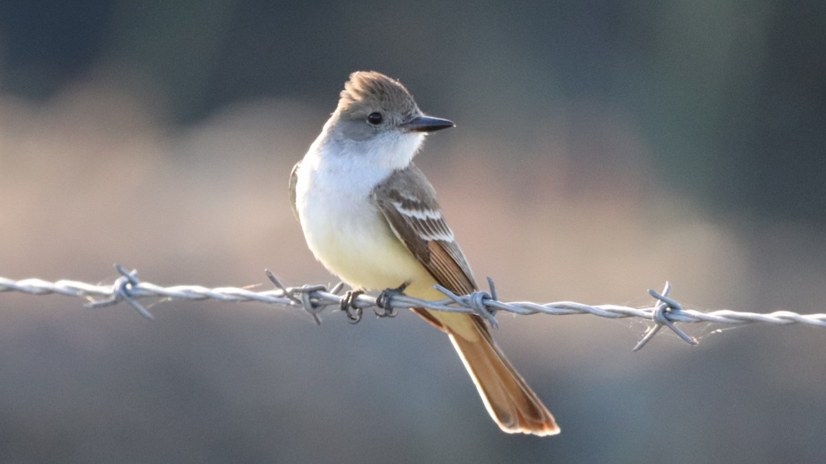 Ash-throated Flycatcher - Daniel Bye