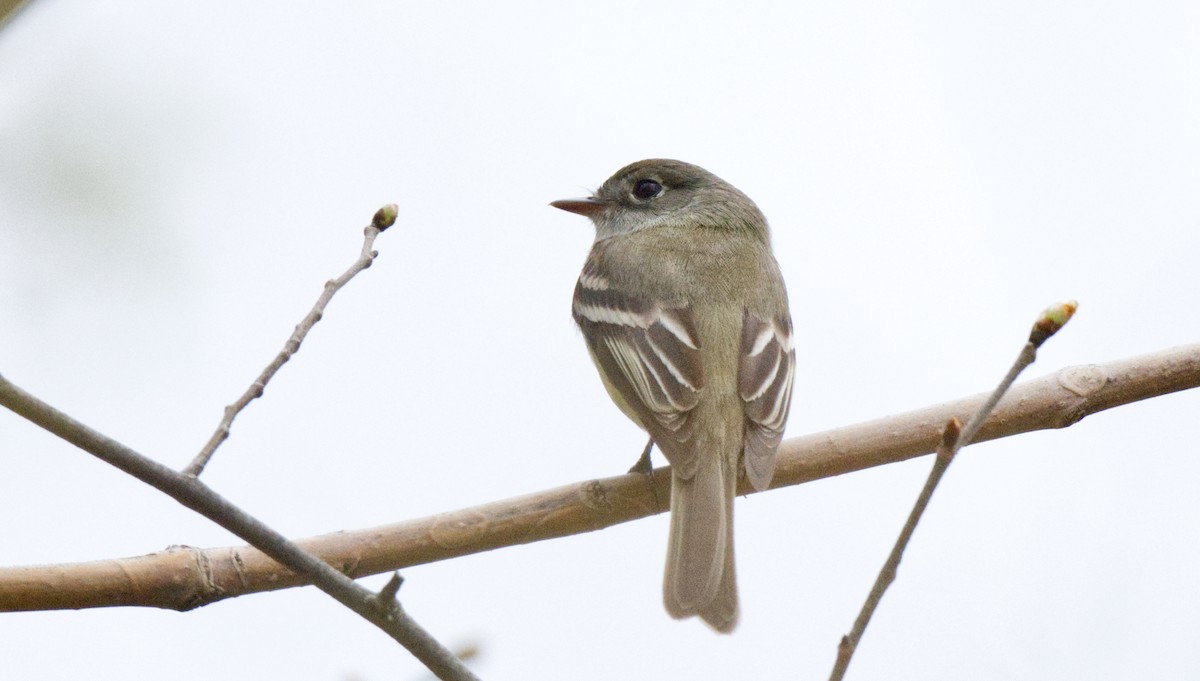 Least Flycatcher - Travis Vance