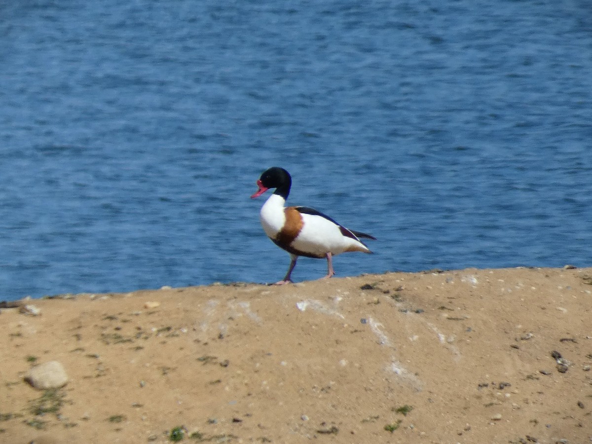 Common Shelduck - ML618033508