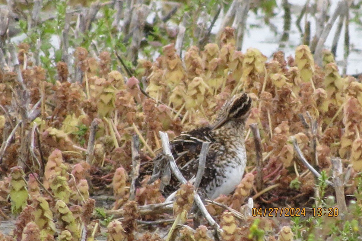 Wilson's Snipe - ML618033525