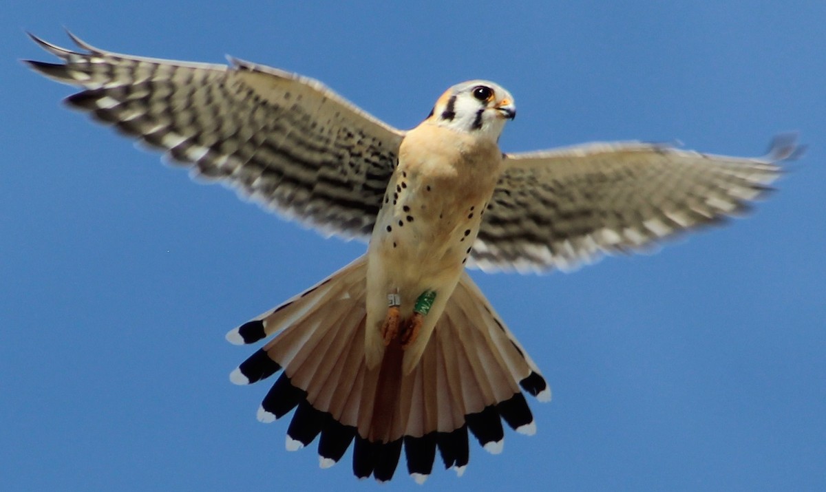 American Kestrel - ML618033527