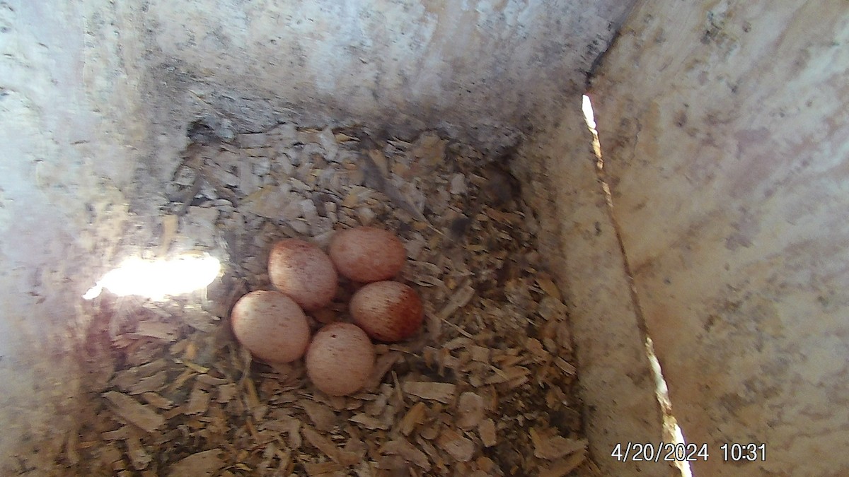American Kestrel - ML618033528