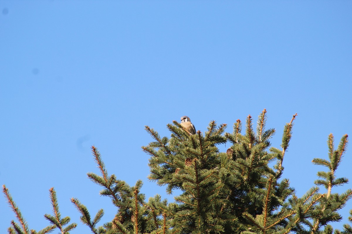 American Kestrel - ML618033529