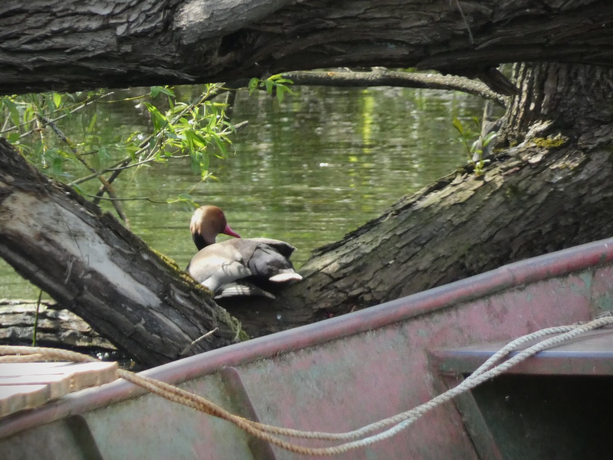 Red-crested Pochard - ML618033540