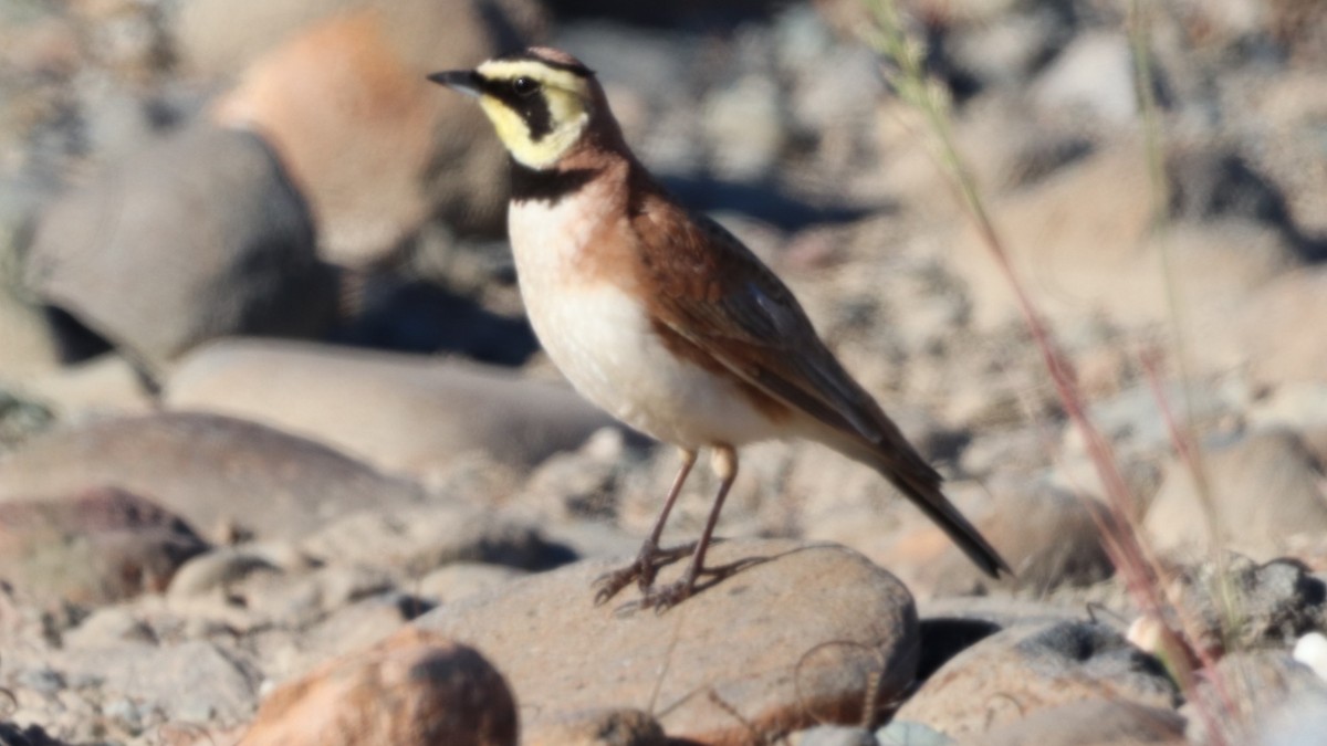 Horned Lark - ML618033562