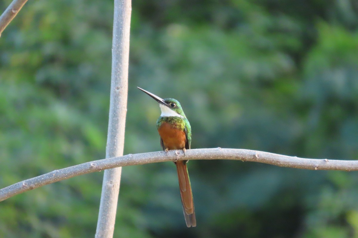 Rufous-tailed Jacamar - ML618033567