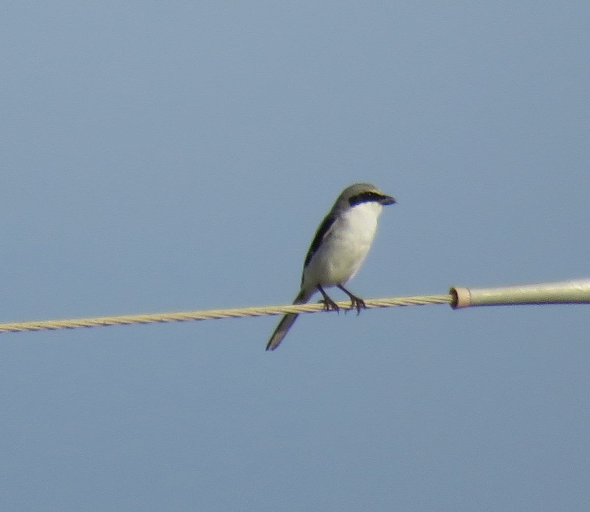 Loggerhead Shrike - Joe Hanfman