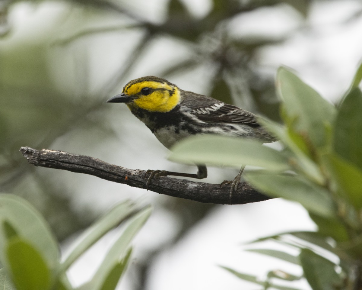 Golden-cheeked Warbler - ML618033586