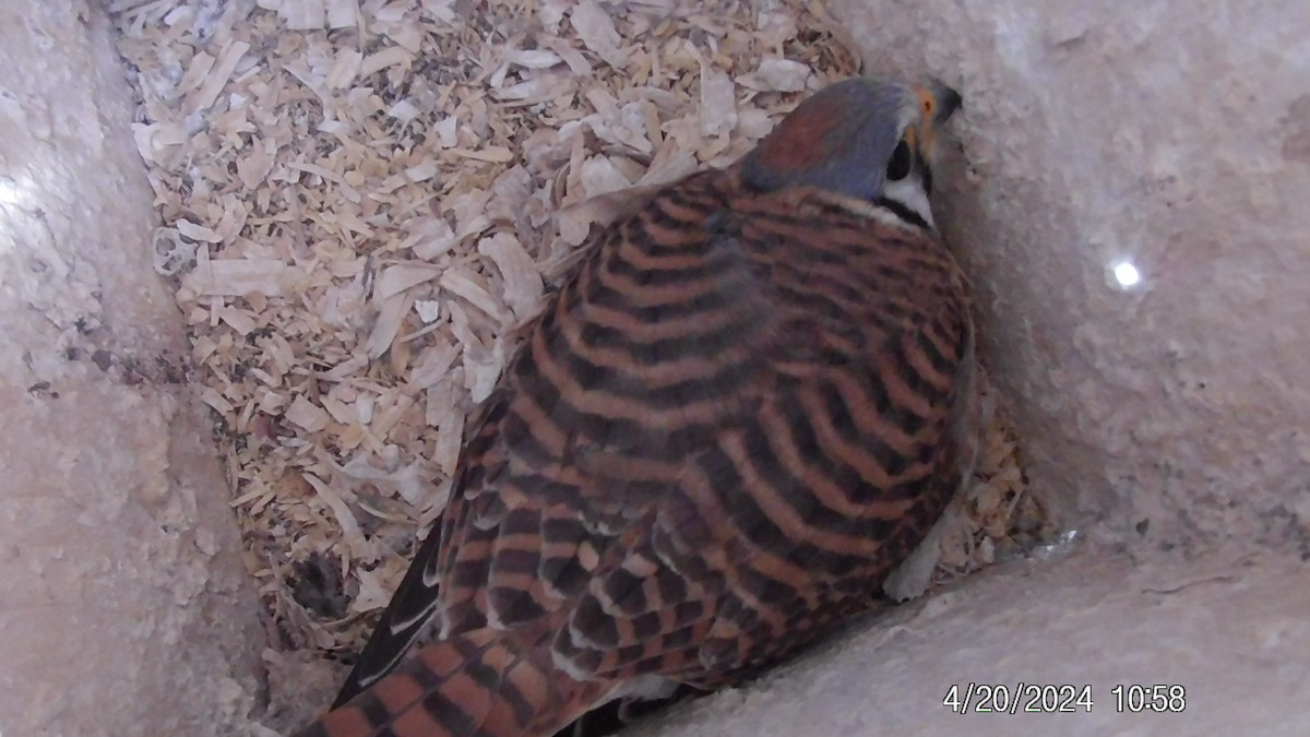 American Kestrel - ML618033596