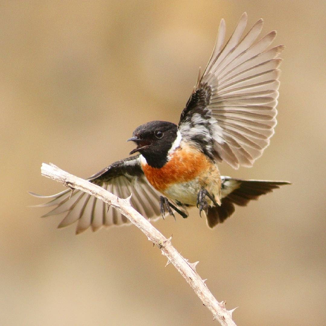 European Stonechat - ML61803361