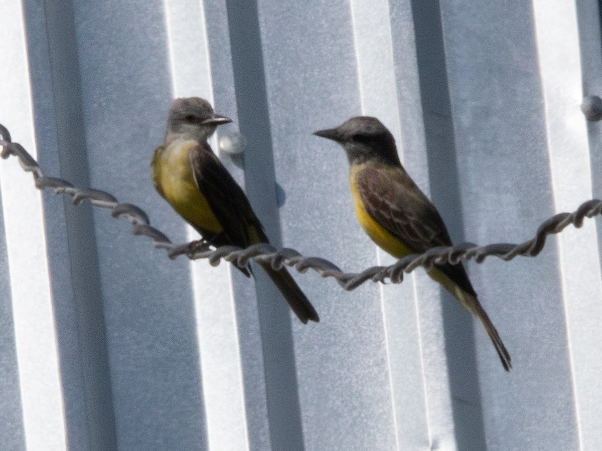 Tropical/Couch's Kingbird - Spat Cannon